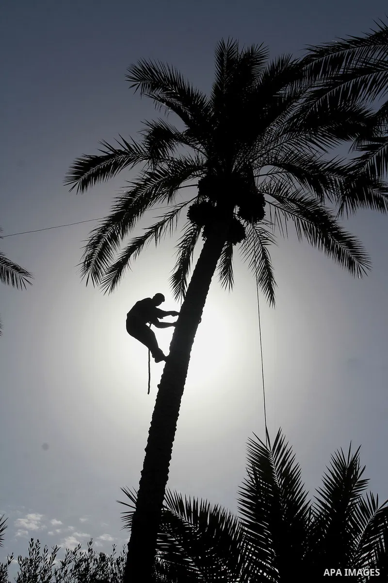 Palestinian workers collect bundles of dates harvested from a palm trees during the annual harvest in Khan Younis in the southern Gaza Strip, on September 30, 2015. Photo by Abed Rahim Khatib