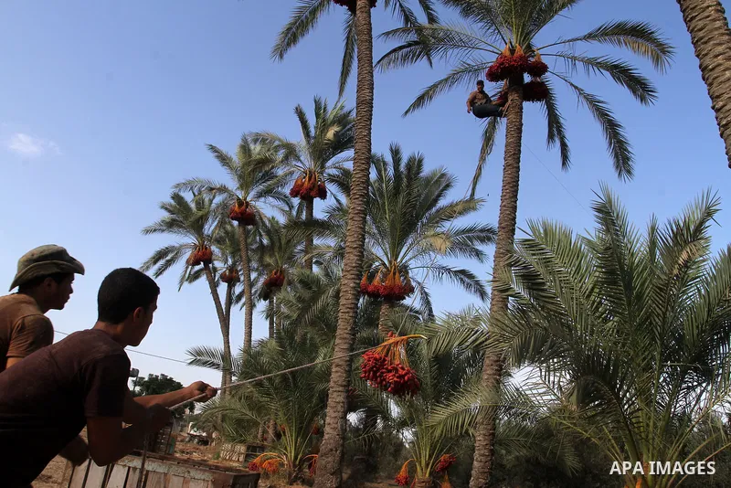 Palestinian workers collect bundles of dates harvested from a palm trees during the annual harvest in Khan Younis in the southern Gaza Strip, on September 30, 2015. Photo by Abed Rahim Khatib