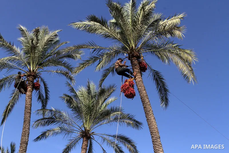 Palestinian workers collect bundles of dates harvested from a palm trees during the annual harvest in Khan Younis in the southern Gaza Strip, on September 30, 2015. Photo by Abed Rahim Khatib