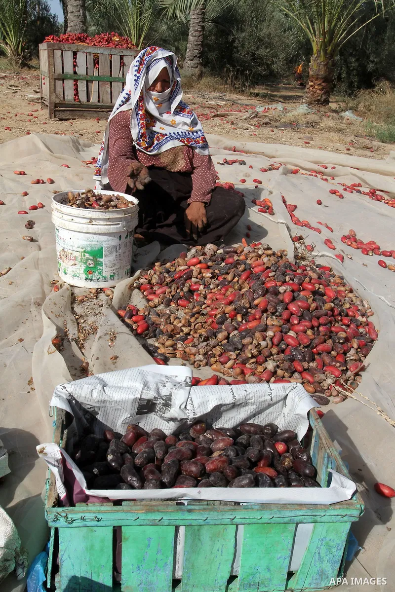 Palestinian workers sort dates harvested from palm trees during the annual harvest in Khan Younis in the southern Gaza Strip, on September 30, 2015. Photo by Abed Rahim Khatib