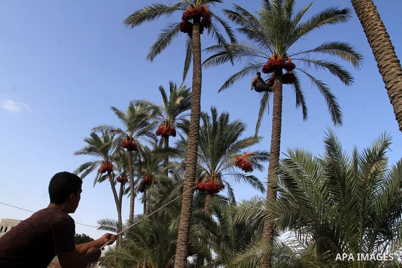 Palestinian workers collect bundles of dates harvested from a palm trees during the annual harvest in Khan Younis in the southern Gaza Strip, on September 30, 2015. Photo by Abed Rahim Khatib
