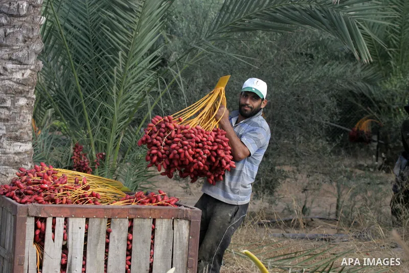 A Palestinian worker gathers bundles of dates harvested from a palm trees during the annual harvest in Khan Younis in the southern Gaza Strip, on September 30, 2015. Photo by Abed Rahim Khatib