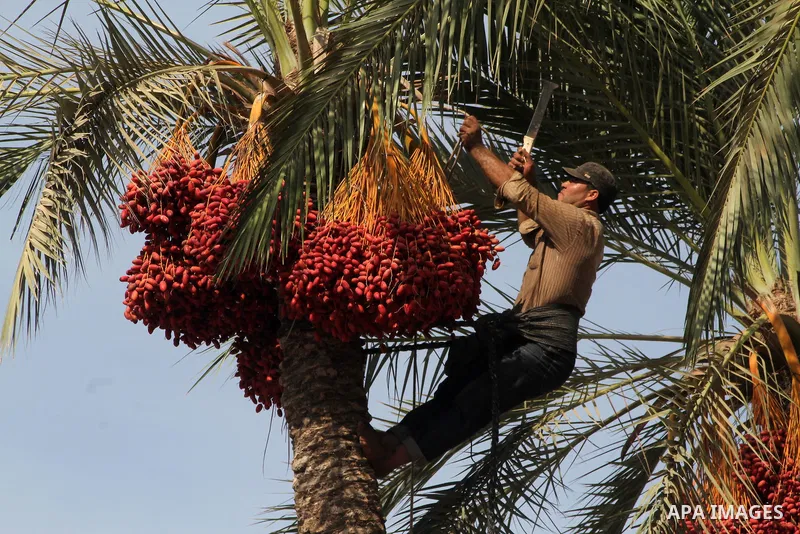Palestinian workers collect bundles of dates harvested from a palm trees during the annual harvest in Khan Younis in the southern Gaza Strip, on September 30, 2015. Photo by Abed Rahim Khatib