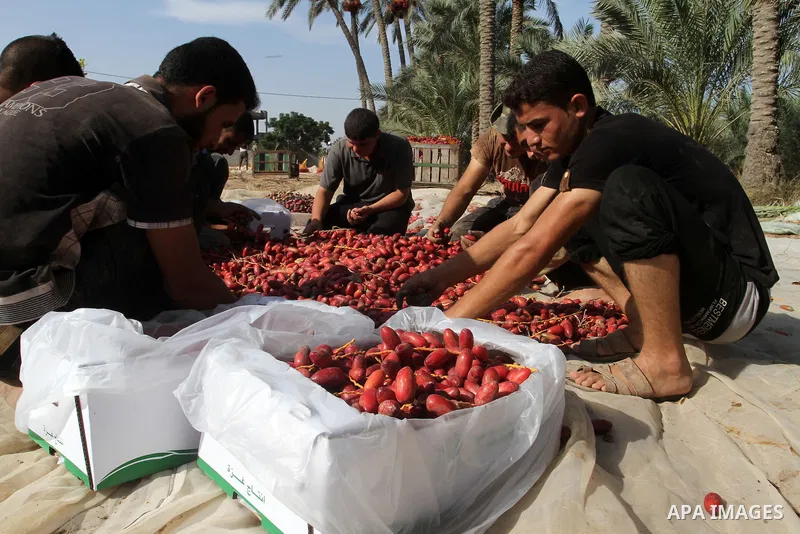 Palestinian workers sort dates harvested from palm trees during the annual harvest in Khan Younis in the southern Gaza Strip, on September 30, 2015. Photo by Abed Rahim Khatib