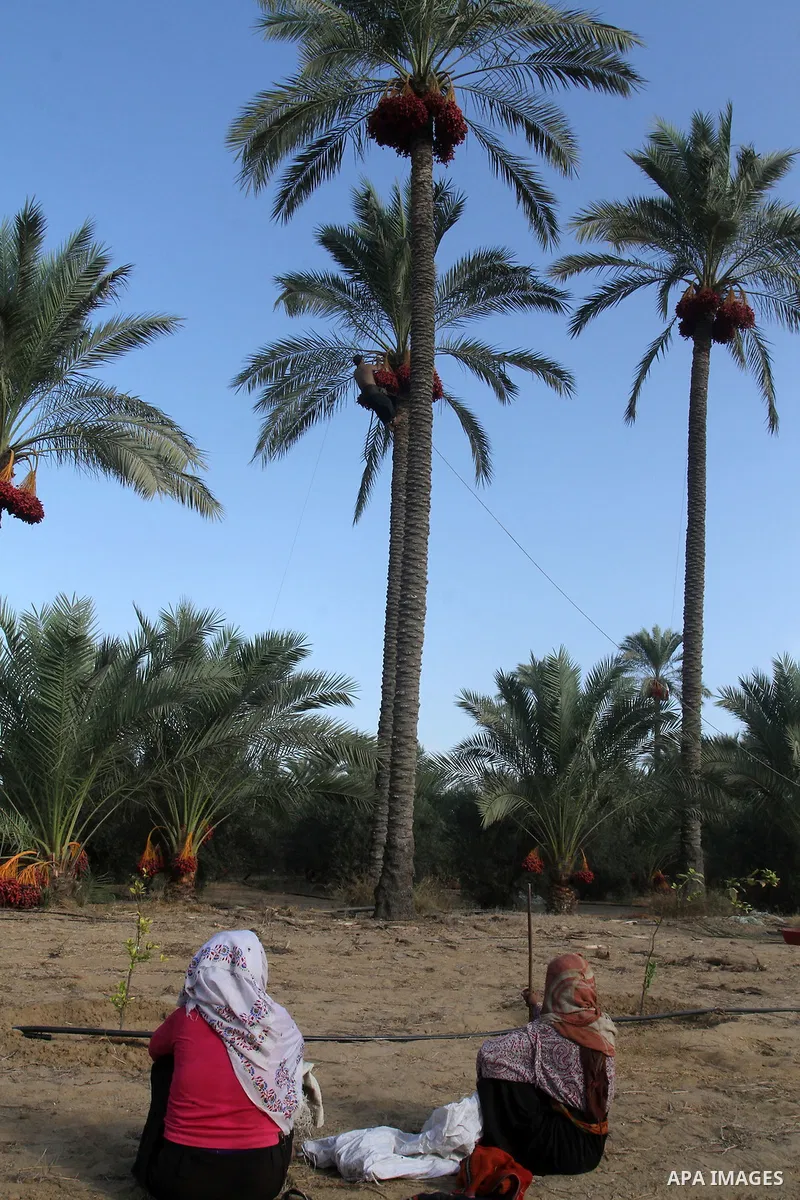 Palestinian workers collect bundles of dates harvested from a palm trees during the annual harvest in Khan Younis in the southern Gaza Strip, on September 30, 2015. Photo by Abed Rahim Khatib