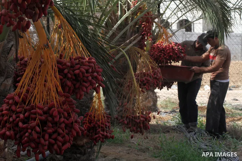 A Palestinian worker gathers bundles of dates harvested from a palm trees during the annual harvest in Khan Younis in the southern Gaza Strip, on September 30, 2015. Photo by Abed Rahim Khatib