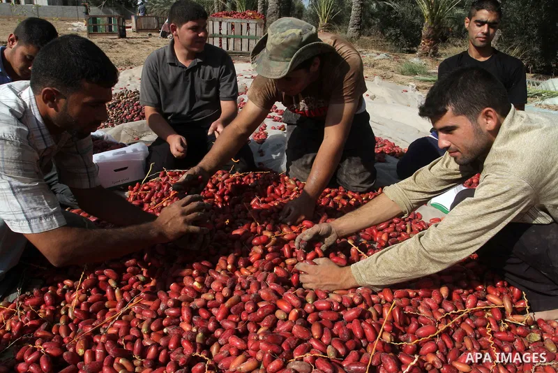 Palestinian workers sort dates harvested from palm trees during the annual harvest in Khan Younis in the southern Gaza Strip, on September 30, 2015. Photo by Abed Rahim Khatib