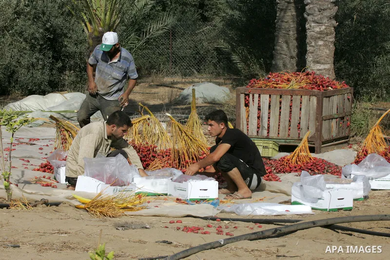 Palestinian workers sort dates harvested from palm trees during the annual harvest in Khan Younis in the southern Gaza Strip, on September 30, 2015. Photo by Abed Rahim Khatib