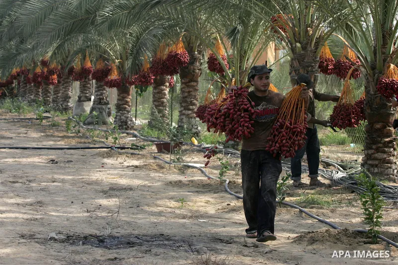 A Palestinian worker gathers bundles of dates harvested from a palm trees during the annual harvest in Khan Younis in the southern Gaza Strip, on September 30, 2015. Photo by Abed Rahim Khatib