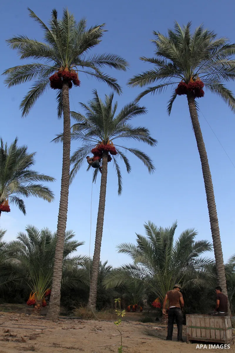Palestinian workers collect bundles of dates harvested from a palm trees during the annual harvest in Khan Younis in the southern Gaza Strip, on September 30, 2015. Photo by Abed Rahim Khatib