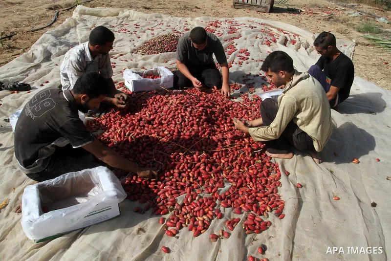 Palestinian workers sort dates harvested from palm trees during the annual harvest in Khan Younis in the southern Gaza Strip, on September 30, 2015. Photo by Abed Rahim Khatib