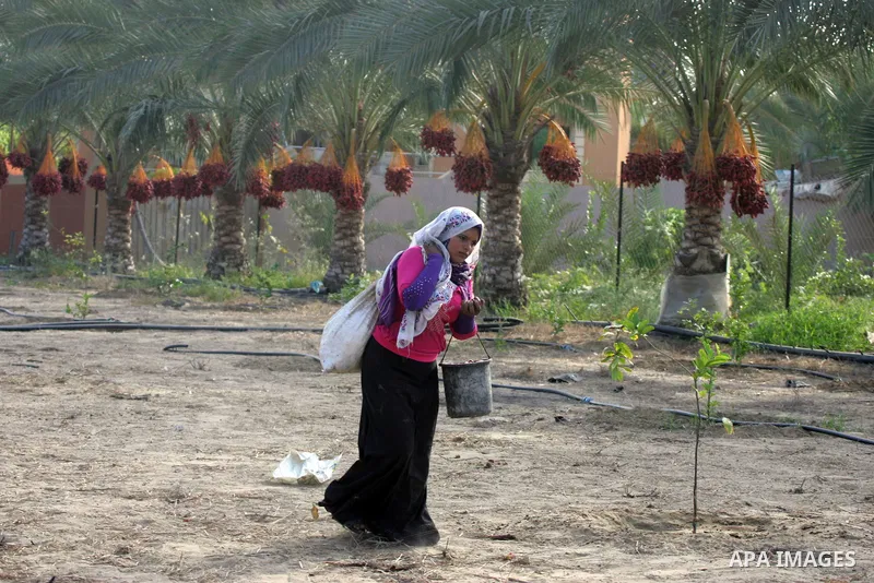 A Palestinian woman gathers bundles of dates harvested from a palm trees during the annual harvest in Khan Younis in the southern Gaza Strip, on September 30, 2015. Photo by Abed Rahim Khatib