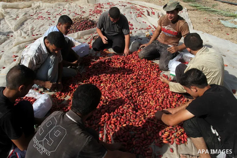 Palestinian workers sort dates harvested from palm trees during the annual harvest in Khan Younis in the southern Gaza Strip, on September 30, 2015. Photo by Abed Rahim Khatib