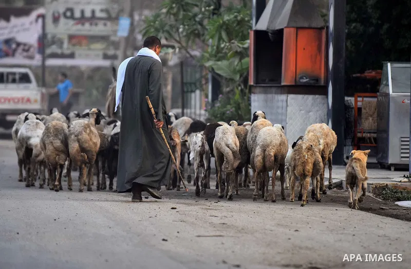 An Egyptian villager leads a flock of sheep in Birqash outside of Cairo, Egypt, Sept. 30, 2015. Photo by Amr Sayed