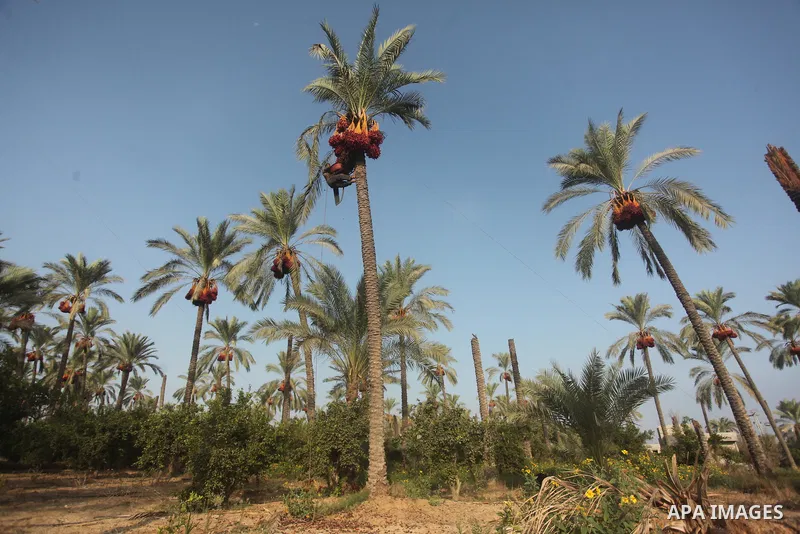 Palestinian farmers harvest dates from a palm tree in Khan Younis in the southern Gaza Strip October 4, 2015. Photo by Ashraf Amra