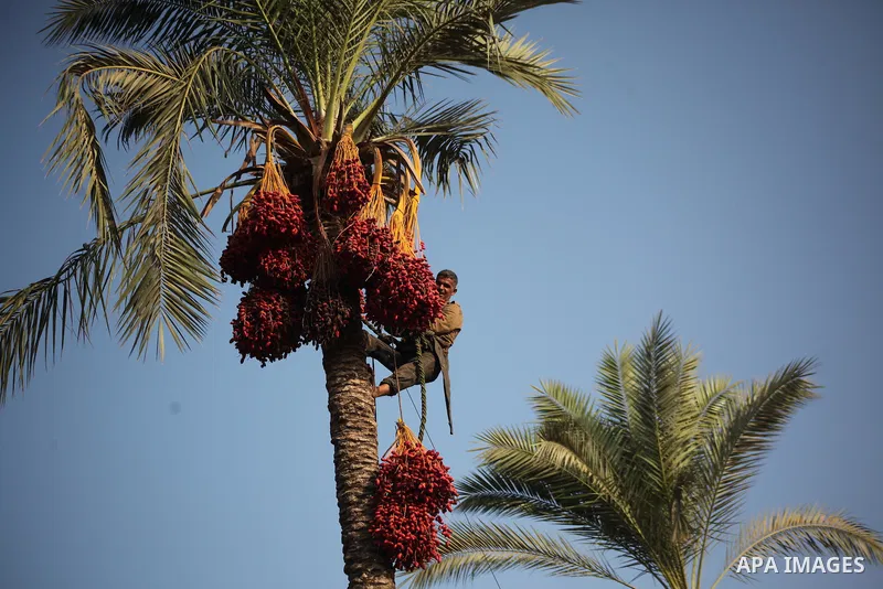 Palestinian farmers harvest dates from a palm tree in Khan Younis in the southern Gaza Strip October 4, 2015. Photo by Ashraf Amra
