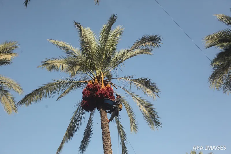 Palestinian farmers harvest dates from a palm tree in Khan Younis in the southern Gaza Strip October 4, 2015. Photo by Ashraf Amra