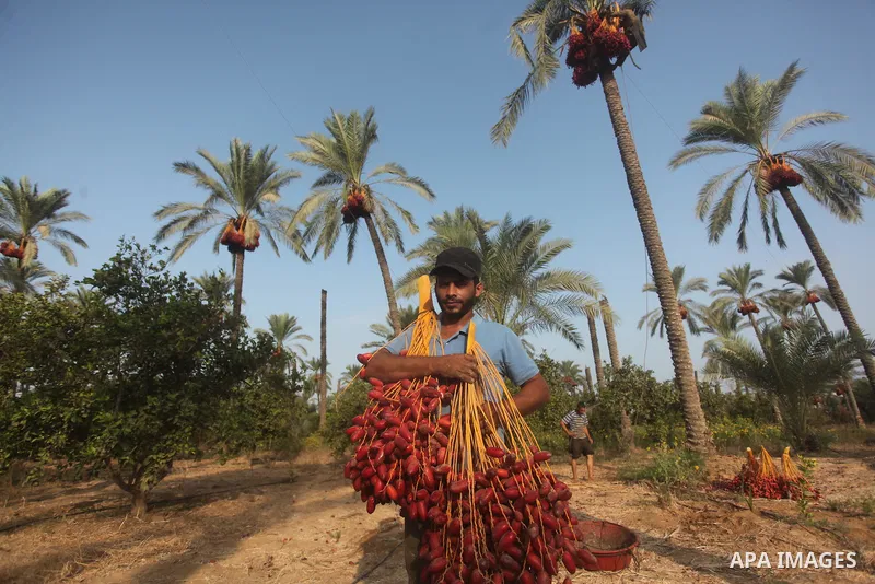 Palestinian farmers harvest dates from a palm tree in Khan Younis in the southern Gaza Strip October 4, 2015. Photo by Ashraf Amra