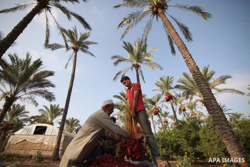 Palestinian farmers harvest dates from a palm tree in Khan Younis in the southern Gaza Strip October 4, 2015. Photo by Ashraf Amra