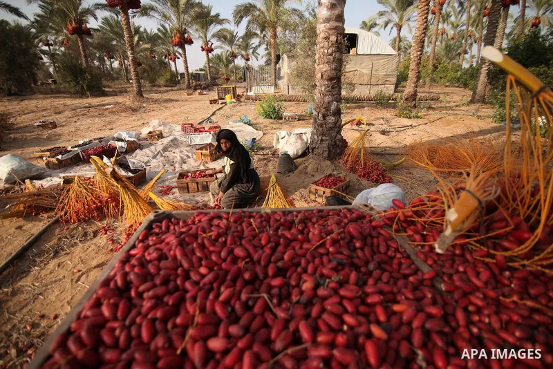 Palestinian farmers harvest dates from a palm tree in Khan Younis in the southern Gaza Strip October 4, 2015. Photo by Ashraf Amra
