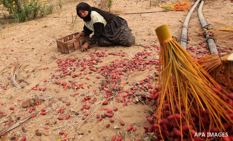 Palestinian farmers harvest dates from a palm tree in Khan Younis in the southern Gaza Strip October 4, 2015. Photo by Ashraf Amra