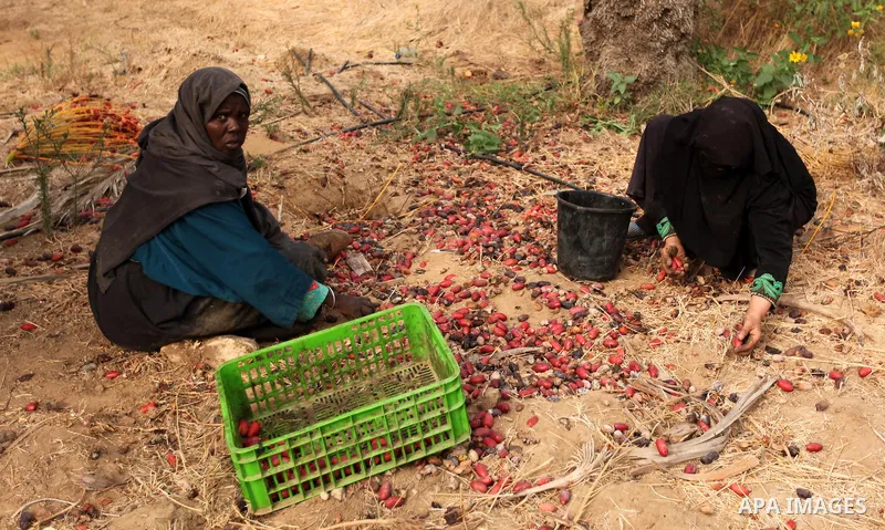 Palestinian farmers harvest dates from a palm tree in Khan Younis in the southern Gaza Strip October 4, 2015. Photo by Ashraf Amra
