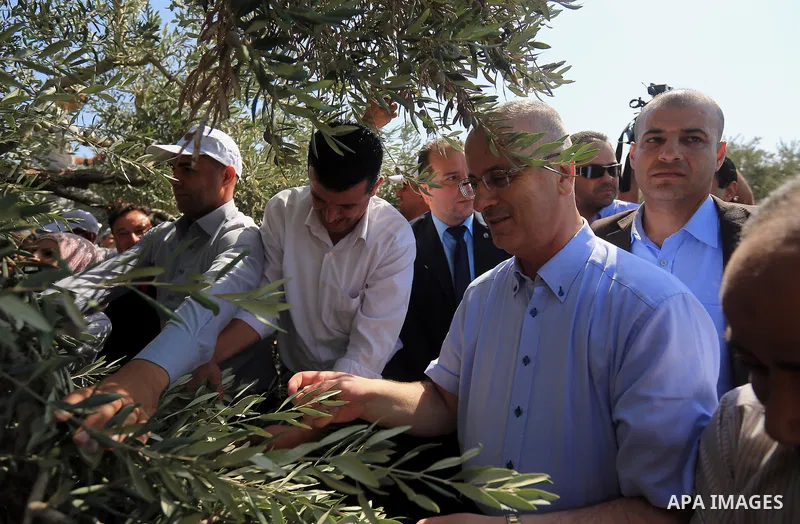 Palestinian Prime Minister Rami Hamdallah participates in olives a harvest in the West Bank town of Salfit, southern Nablus on Oct. 17, 2015. Photo by Prime Minister Office