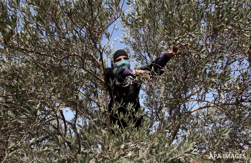 A Palestinian woman sorts olives during a harvest at a farm in the West Bank city of Nablus on Oct. 19, 2015. Photo by Nedal Eshtayah