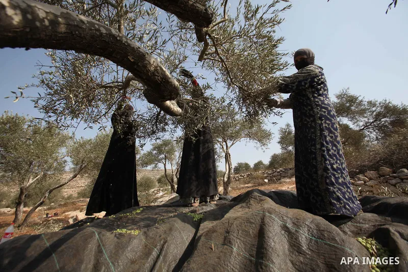 Palestinian women sort olives during a harvest at a farm in the West Bank city of Nablus on Oct. 19, 2015. Photo by Nedal Eshtayah