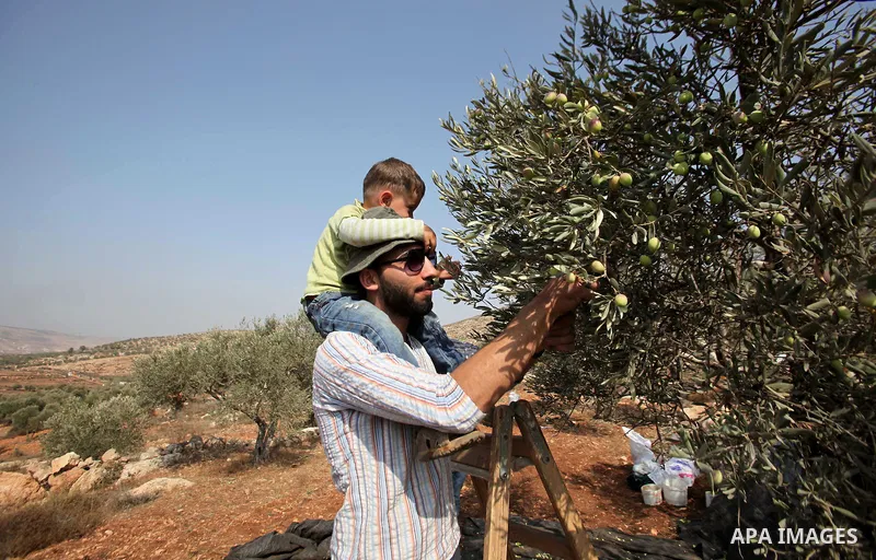A Palestinian man sorts olives during a harvest at a farm in the West Bank city of Nablus on Oct. 19, 2015. Photo by Nedal Eshtayah