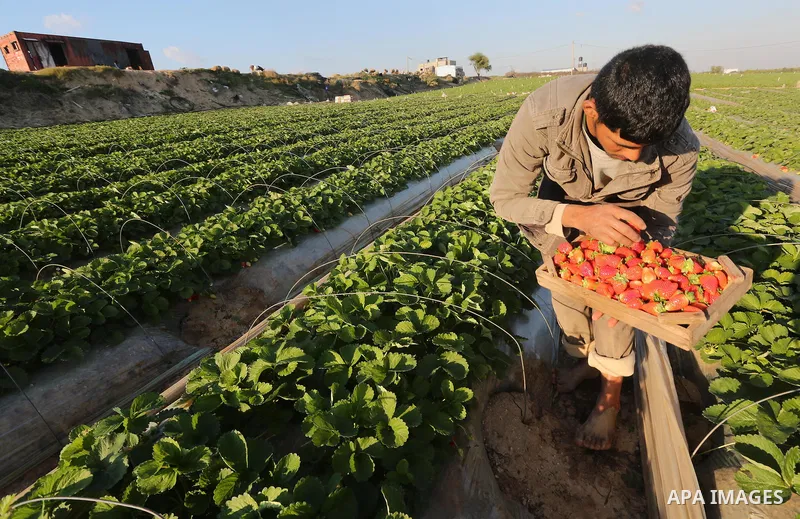 A Palestinian farmer harvests strawberries from a field in Beit Lahia, in the northern Gaza Strip, on December 10, 2015. Photo by Mohammed Asad