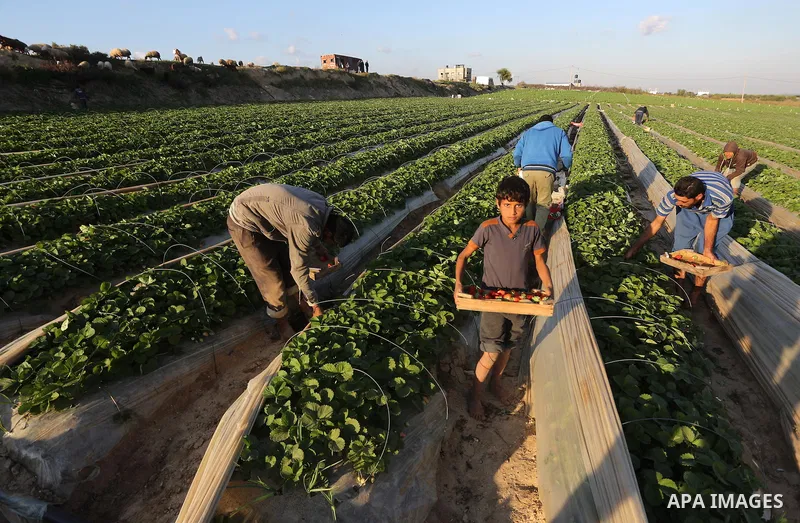 Palestinian farmers harvest strawberries from a field in Beit Lahia, in the northern Gaza Strip, on December 10, 2015. Photo by Mohammed Asad