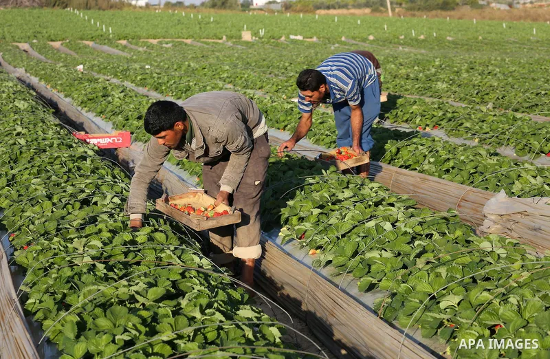 Palestinian farmers harvest strawberries from a field in Beit Lahia, in the northern Gaza Strip, on December 10, 2015. Photo by Mohammed Asad