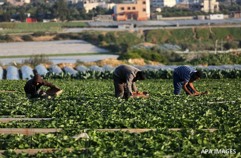 Palestinian farmers harvest strawberries from a field in Beit Lahia, in the northern Gaza Strip, on December 10, 2015. Photo by Mohammed Asad