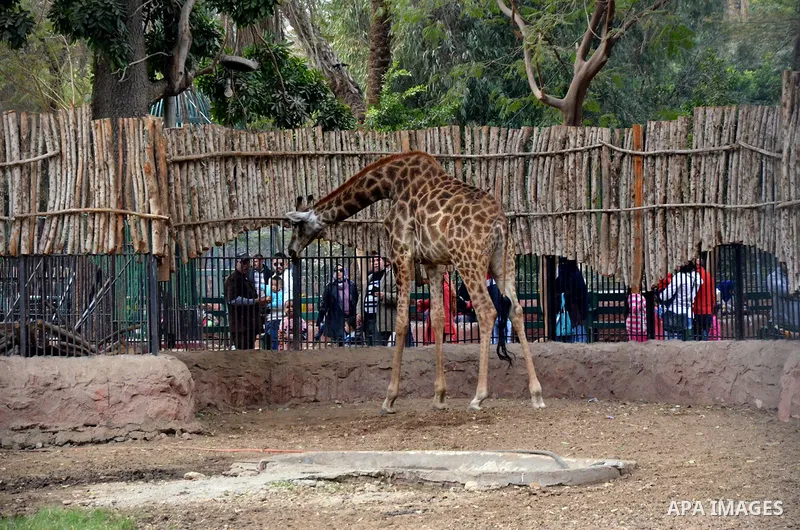 Egyptians enjoy at a zoo in a holiday, in Cairo, Egypt, on January 7, 2016. Photo by Amr Sayed