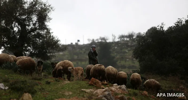 A Palestinian Bedouin man leads a flock of sheep on a rainy day in the village of Ein Qiniya near the West Bank city of Ramallah, Jan. 25, 2016. Photo by Shadi Hatem