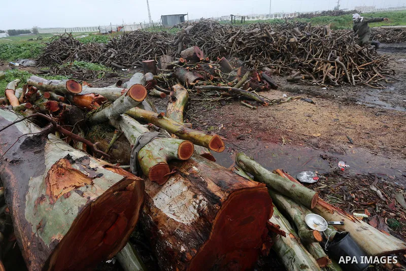 A Palestinian man collects firewood to sell to customers during a winter storm in Gaza city on Jan. 26, 2016. Photo by Mohammed Asad