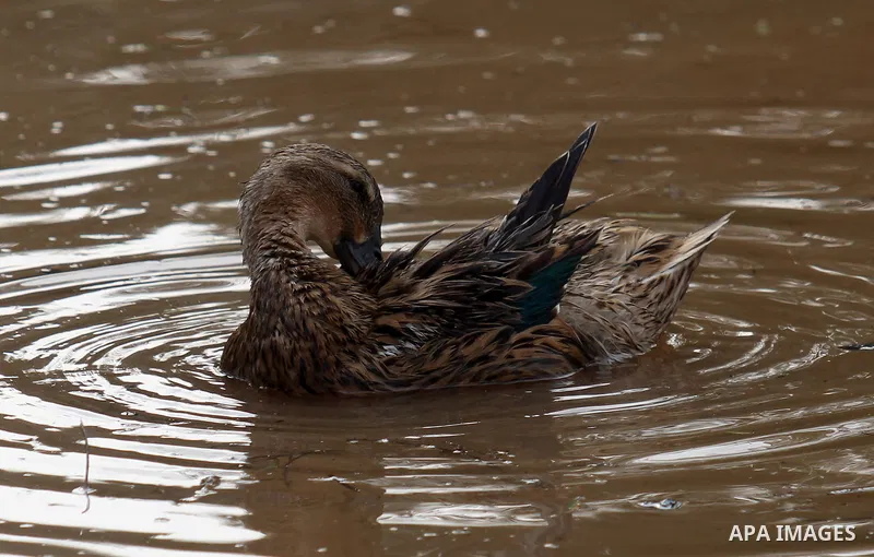 Ducks swiming through the rainwater during a winter storm, in the West bank city of Nablus, on january 27, 2016. Photo by Nedal Eshtayah