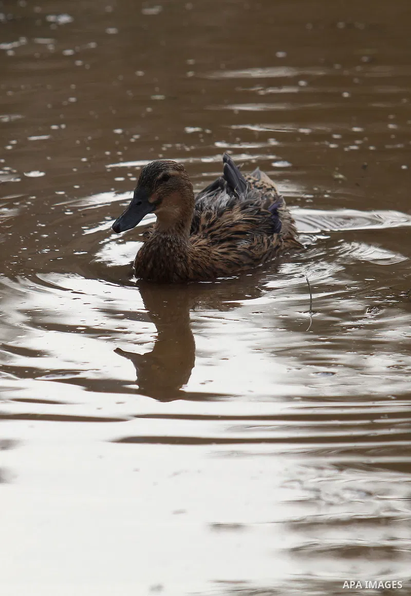 Ducks swiming through the rainwater during a winter storm, in the West bank city of Nablus, on january 27, 2016. Photo by Nedal Eshtayah