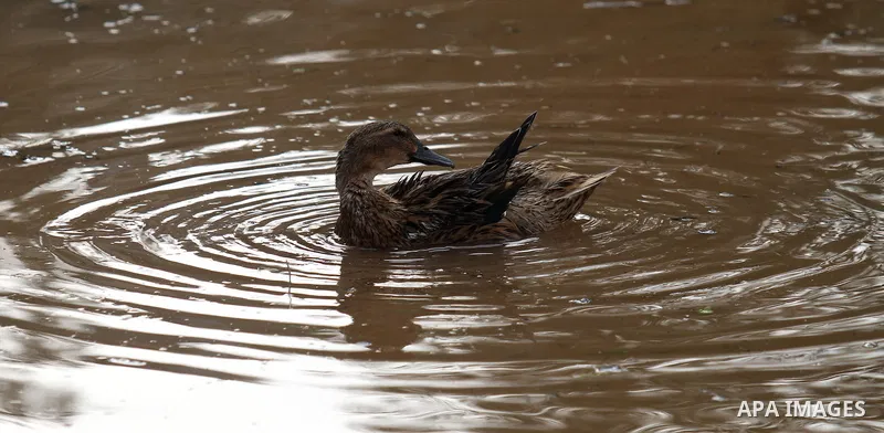 Ducks swiming through the rainwater during a winter storm, in the West bank city of Nablus, on january 27, 2016. Photo by Nedal Eshtayah