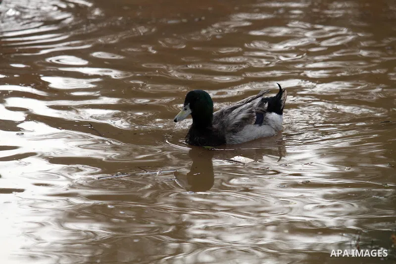 Ducks swiming through the rainwater during a winter storm, in the West bank city of Nablus, on january 27, 2016. Photo by Nedal Eshtayah