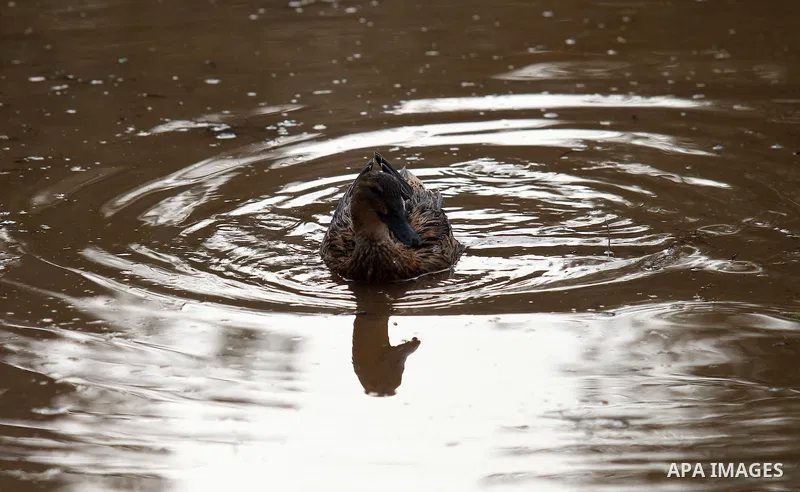 Ducks swiming through the rainwater during a winter storm, in the West bank city of Nablus, on january 27, 2016. Photo by Nedal Eshtayah