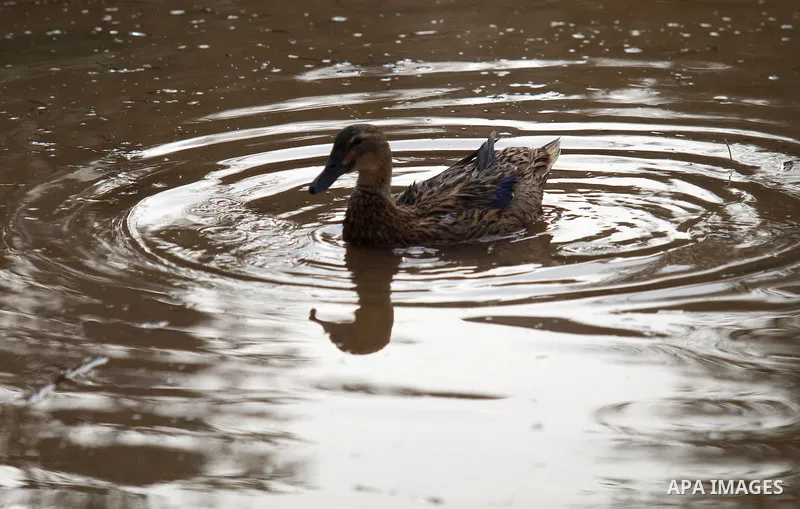 Ducks swiming through the rainwater during a winter storm, in the West bank city of Nablus, on january 27, 2016. Photo by Nedal Eshtayah