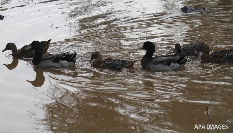 Ducks swiming through the rainwater during a winter storm, in the West bank city of Nablus, on january 27, 2016. Photo by Nedal Eshtayah