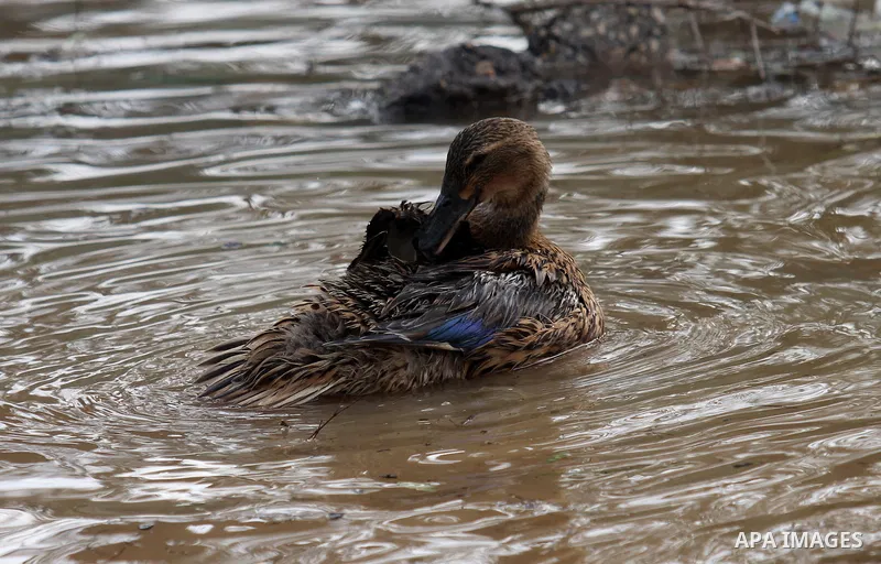 Ducks swiming through the rainwater during a winter storm, in the West bank city of Nablus, on january 27, 2016. Photo by Nedal Eshtayah