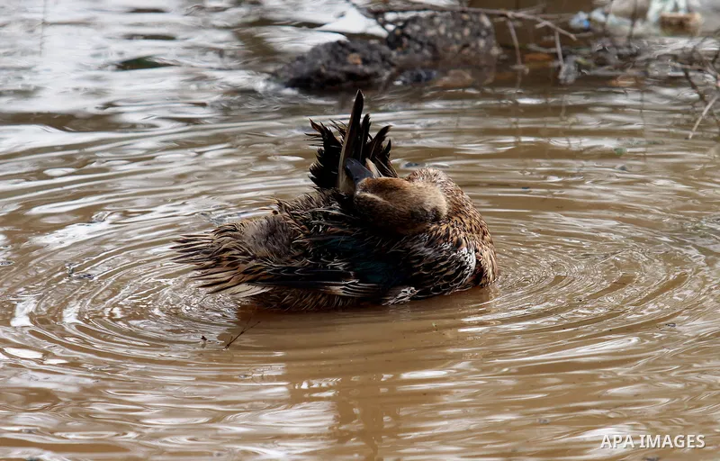 Ducks swiming through the rainwater during a winter storm, in the West bank city of Nablus, on january 27, 2016. Photo by Nedal Eshtayah