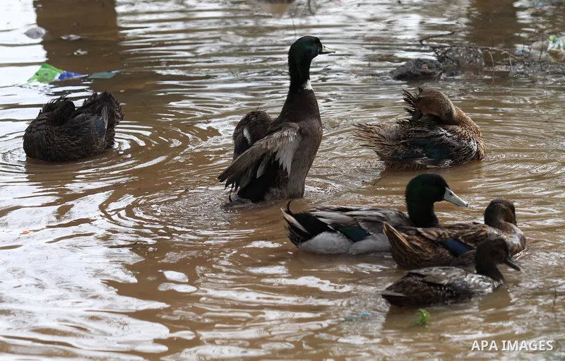 Ducks swiming through the rainwater during a winter storm, in the West bank city of Nablus, on january 27, 2016. Photo by Nedal Eshtayah