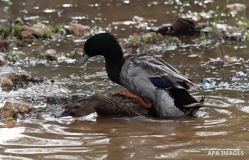 Ducks swiming through the rainwater during a winter storm, in the West bank city of Nablus, on january 27, 2016. Photo by Nedal Eshtayah