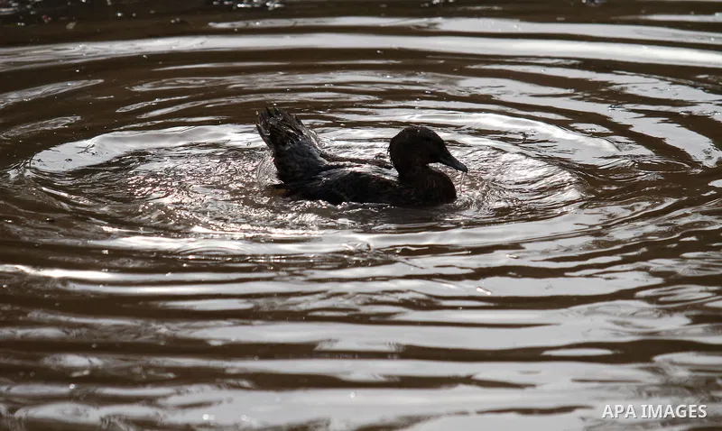 Ducks swiming through the rainwater during a winter storm, in the West bank city of Nablus, on january 27, 2016. Photo by Nedal Eshtayah