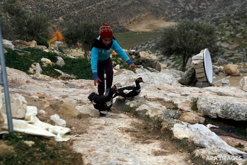 A Palestinian boy plays with ducks outside a cave he lives in, during a snow storm in West Bank village of Mufagara, south of Hebron January 27, 2016. Photo by Wisam Hashlamoun